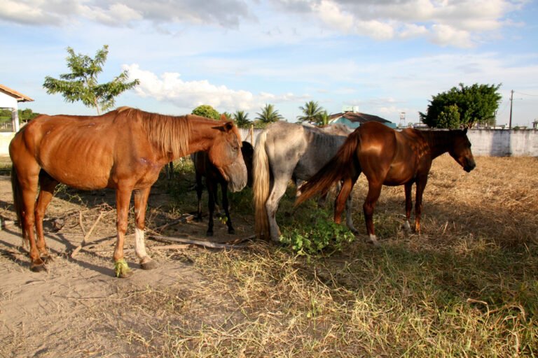 Sequestro giudiziario del cavallo: quando può avvenire e come difendersi 1 sequestro giudiziario del cavallo quando puo avvenire e come difendersi